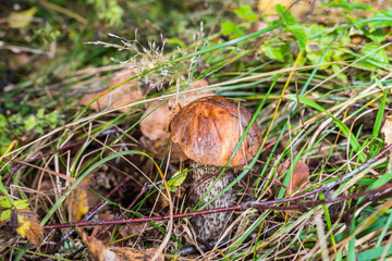 The Mushroom in the grass.