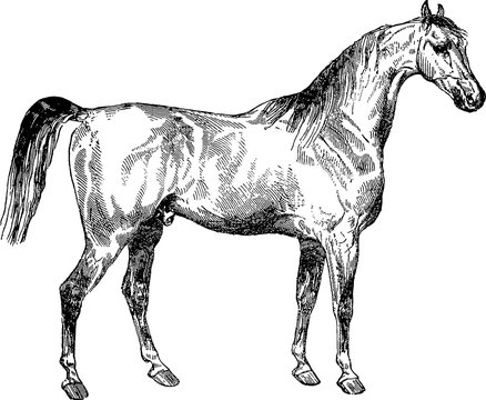 Vintage image horse