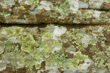 Lichen, Anthoceros and moss growing on stone