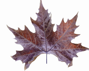 Fototapeta premium Autumn red maple tree leaf in back isolated on white 