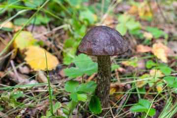 The Mushroom in the grass.