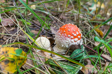 Two little fly agaric (Amanita Muscaria) in the grass.
