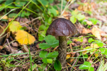 The Mushroom in the grass.