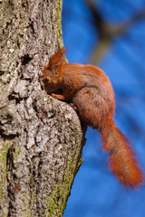 Cute little squirrel on a tree, Warsaw