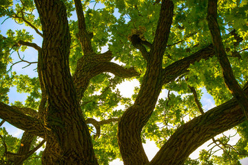 Oak tree branches