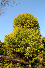 Obraz premium だるま銀杏