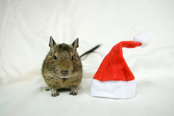 Koszatniczka i czapka świętego mikołaja © Aruru