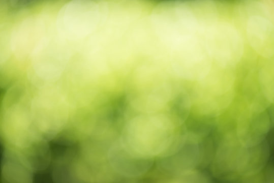 Green nature blur background