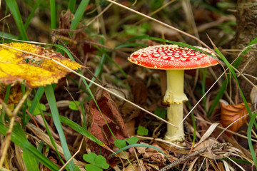 Poisonous Amanita red mushroom on the forest floor
