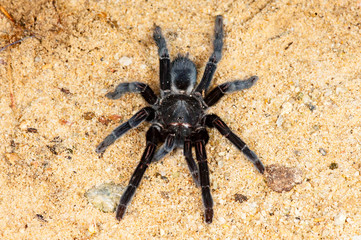 Selenocosmia javanensis tarantula spider on the ground