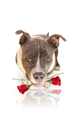 Dogs with Rose Happy Valentine's Day
Dog Rose carrying So cute and handsome