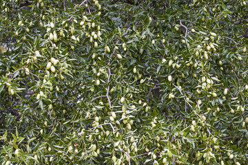 Fototapeta premium Jujube tree with fruits