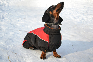 Horizontal portrait of a dog breed dachshund dog is black, full-length sitting in the snow on a sunny day in a red jacket with a collar with his head held up