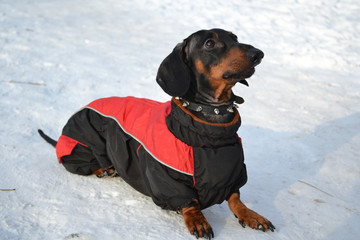 Horizontal portrait of a dog breed dachshund dog is black, full-length lying in the snow on a sunny day in a red jacket with a collar