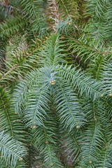 Blue-needled china fir
