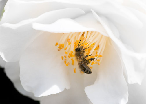 Honigbiene in wei&szlig;er Kamelienbl&uuml;te