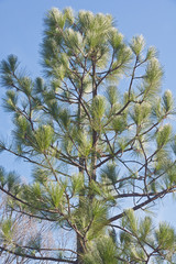 Longleaf pine © nickkurzenko