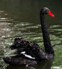 Fototapeta premium Взрослый лебедь