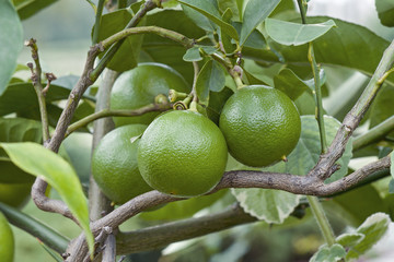Bergamot orange fruits