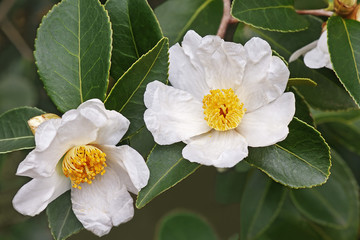 Lu Shan Snow tea oil camellia