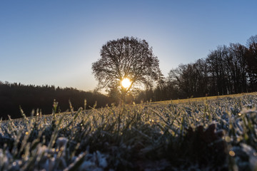 Baum in der Winter-Morgen-Sonne.2