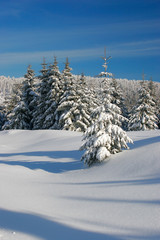 Tief verschneite unberührte Winterlandschaft, schneebedeckte Tannen, funkelnde Schneekristalle