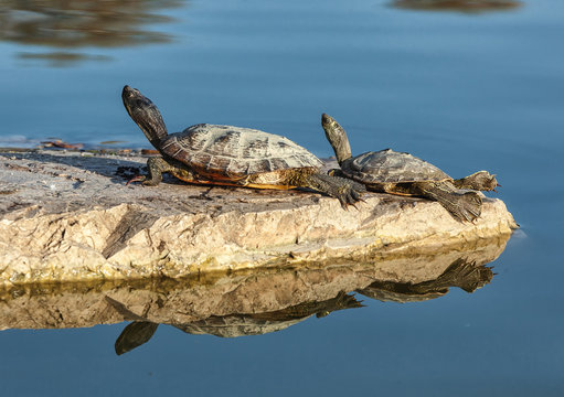 Two water turtles