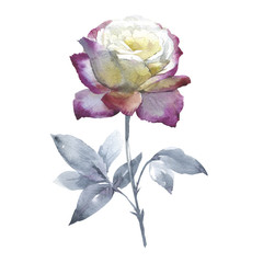 Wildflower rose flower in a watercolor style isolated.