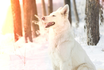 Swiss Shepherd Dog, looking