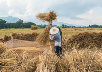 Farmmers are harvesting rice in thailand