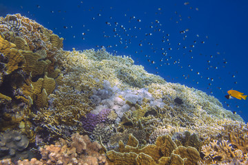 Fototapeta na wymiar Sunlit coral reef with bright fishes in the Red Sea