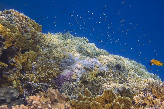 Fototapeta Sunlit coral reef with bright fishes in the Red Sea
