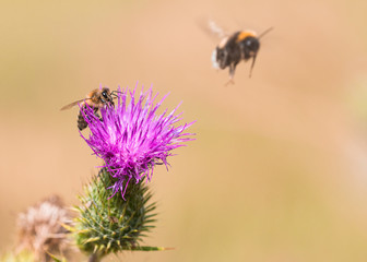 Honigbiene auf Distelblüte