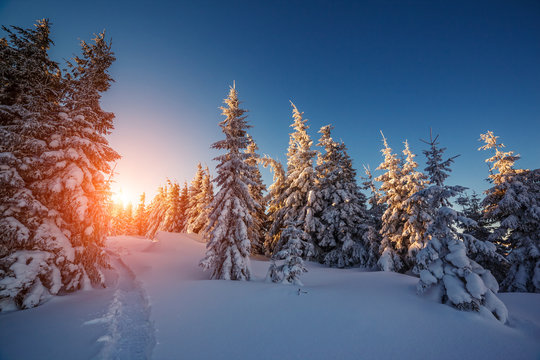 winter landscape glowing by sunlight