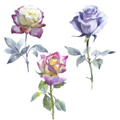 Fototapeta premium Wildflower rose flower in a watercolor style isolated.