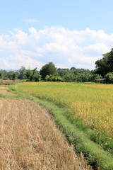 A beautiful and dramatic rice filed during the harvest season with rural road in Ngao, Lamapang, Northern Thailand, ready for harvest, distant mountains and blue sky with clouds, Southeast Asia.