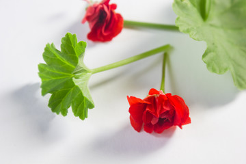 Rosebud pelargonium. Red heranium, known as pelargonium, flowers close-up on white background.