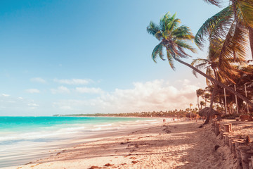 Palm trees on sandy beach, toned