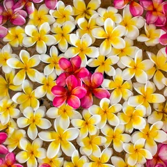 Crédence de cuisine en verre imprimé Frangipanier Pink white and yellow flower plumeria or frangipani on water bac