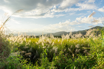 Beautiful nature meadow flower grass with sunbeams and blue sky