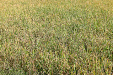 The Green rice in the field rice in rural during the harvest season, Rice filed in northern Thailand in Lampang at Ngao city.Thailand