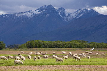 Fototapeta na wymiar Sheep in New Zealand Farm with snow mountain