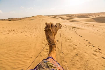 Papier Peint photo Lavable Chameau Vue de cavalier de chameau dans le désert de Thar, Rajasthan, Inde