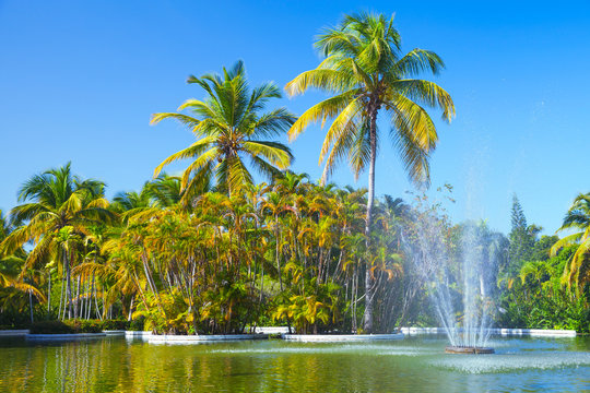 Coconut palm trees near lake