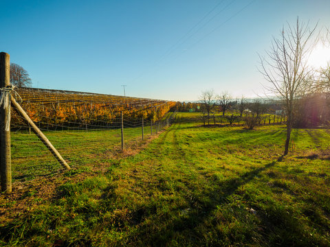 Plantation in Blackforest Autumn with Wideangle