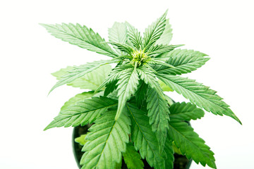 leaves of the plant cannabis, marijuana in pot cultivation