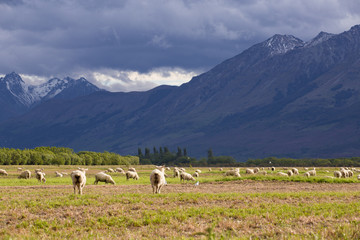 Naklejka premium Sheep in New Zealand Farm with snow mountain