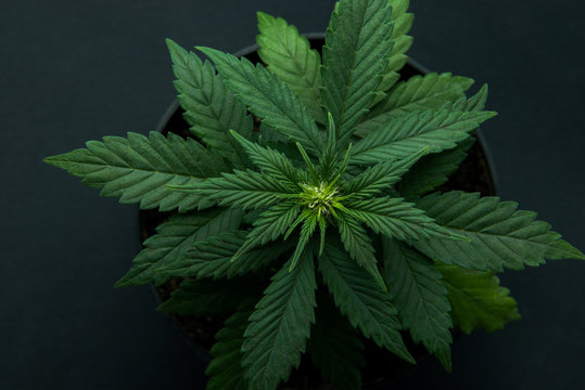 cannabis plant, marijuana plants, a top view