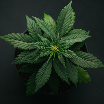 marijuana in pot vegetation