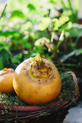 Turnip. Pair of ripe and delicious yellow turnip on the green garden